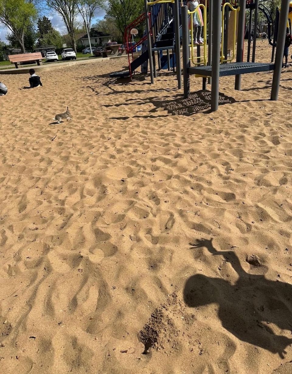 The sandbox on a sunny day, with a small rabbit hopping across the sand